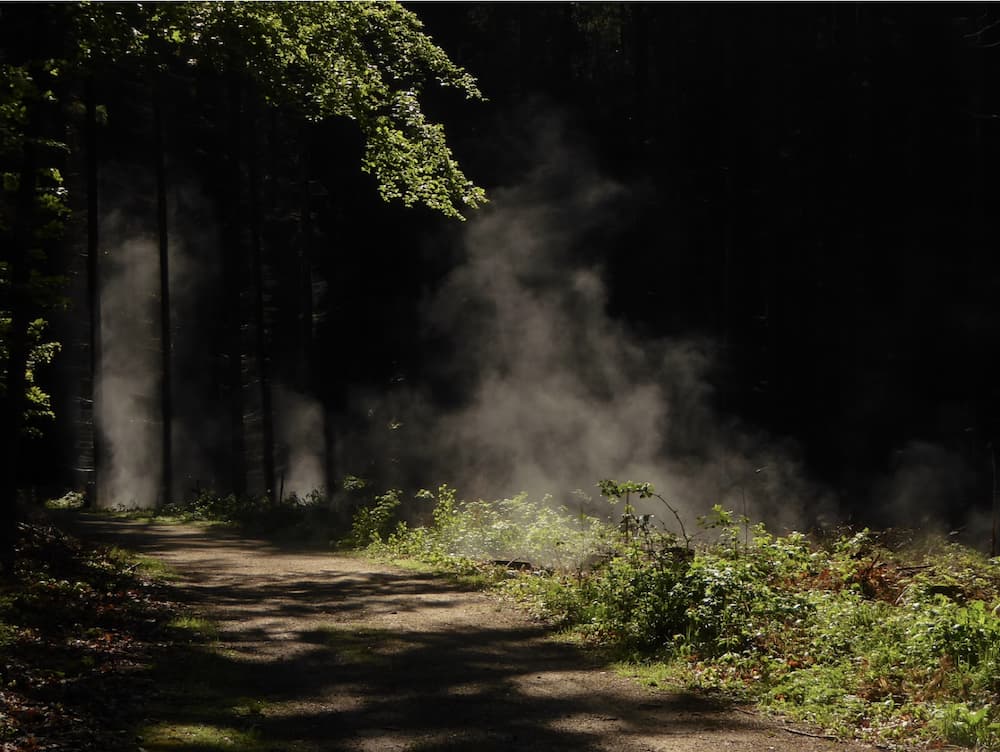 Guided Tour through the Moravian Forest